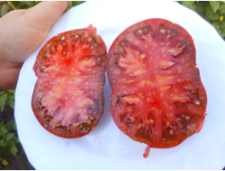 Томат Гигант Кубы чёрный (Cuba giant black, USA)