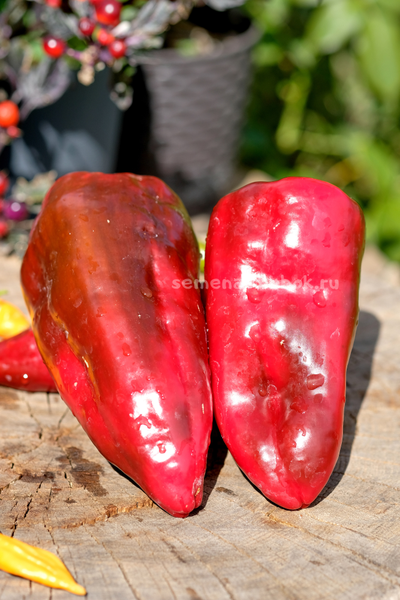 Перец сладкий Najerano Pepper (Нажеранский), 10 шт