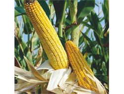 физикс семена кукурузы ragt