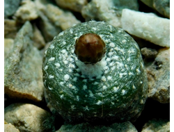 Blossfeldia liliputana WR 717 - 10 семян