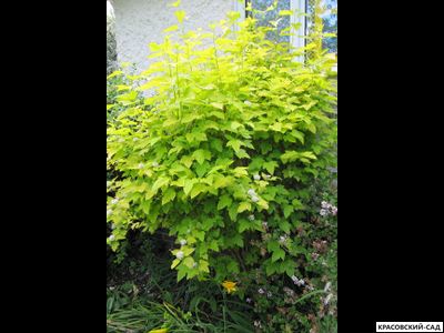 Пузыреплодник калинолистный Дартс Голд