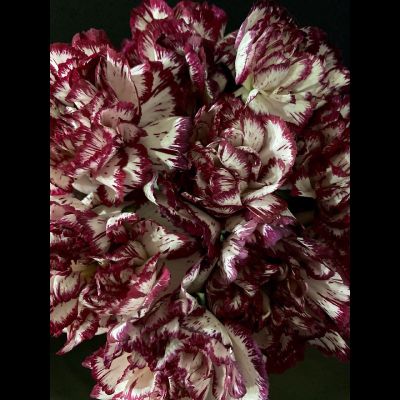 Гвоздика 15 шт