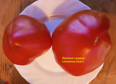 Томат Бычье Сердце Линни (Linnie’s Oxheart), США