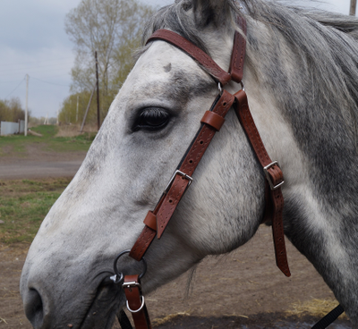 Узда кожаная