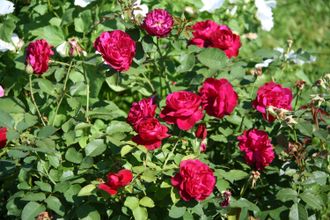 Кларет Пикси (Claret Pixie Pheno Geno Roses) роза
