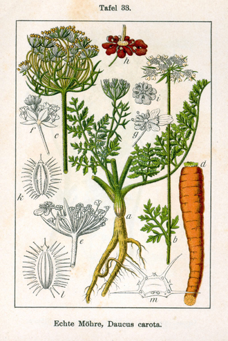 Морковь (Daucus carota), семена, дикорастущая культура (10 мл) - 100% натуральное эфирное масло