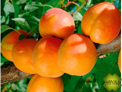 Абрикос "Триумф северный" (отличный вкус, самоплодный, саженец 3 года)