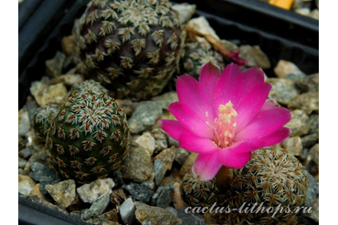 SULCOREBUTIA PEDROENSIS HS 76A