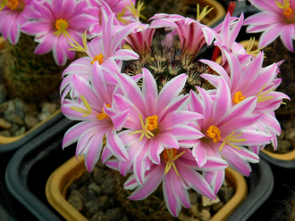Mammillaria blossfeldiana - 10 семян