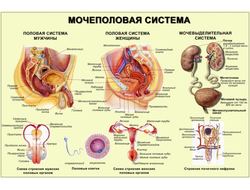 Для мочеполовой системы