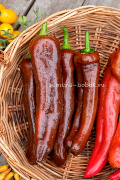 Перец сладкий Палермо Шоколадный, 10 шт