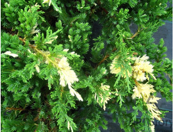 Можжевельник китайский Expanca Variegata, C5