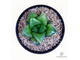 Хавортия пигмея мутант Ледяной Город - Haworthia pygmaea Mutant Ice City