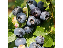 Голубика Река (Reka), 3,0 л