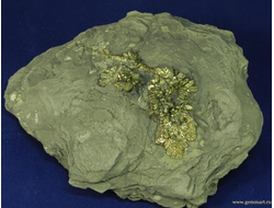 Марказит в мергелистой глине. Россия. 135*105*32мм