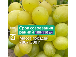 Славный (новые технологии), 2-х летний