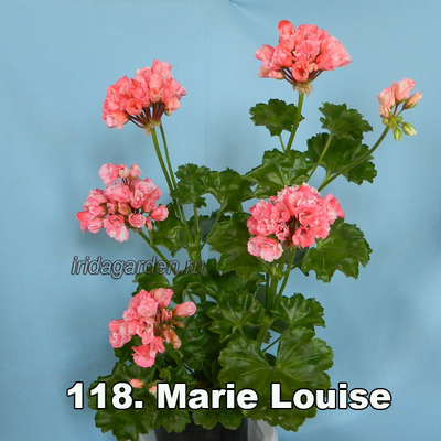 Пеларгония Marie Louise