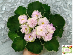 АВ-Богатая Невеста (Фиалковод) 2020 г.