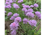 Allium schoenoprasum