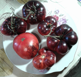 Семена томата Убеждение