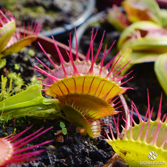 Dionaea muscipula Cross teeth