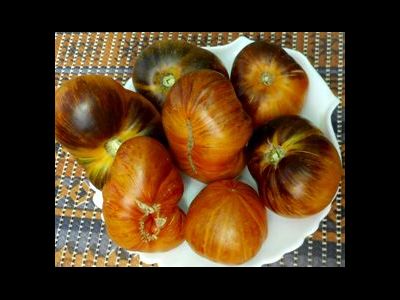 Томат Мечта Алисы (Alise's Dream), Польша