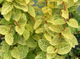 ЖИМОЛОСТЬ ЯПОНСКАЯ AUREORETICULATA (АУРЕОРЕТИКУЛАТА) ЗКС