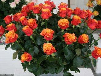 Эспана ( Испания) (Espana), Нидерланды.