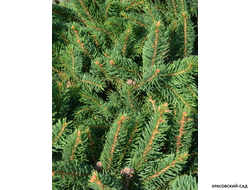 Ель обыкновенная Купрессина - Cupressina