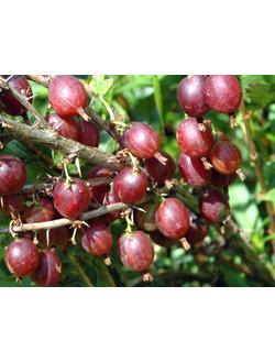 Крыжовник Хиннонмаен пунайнен (Олави)