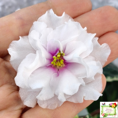 Р-В Стране Чудес (В.Зуб) 2023 г. (лист посажен 12.02.26)