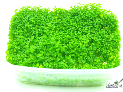 MICRANTHEMUM TWEEDIEI "MONTE CARLO"/ МИКРАНТЕМУМ "МОНТЕ КАРЛО" (меристемный) XL КОНТЕЙНЕР