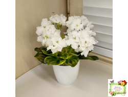 OS-Джунгарик (С.Осипова) (сортовой стартер)