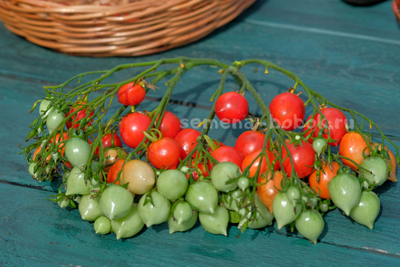 Томат Geranium Kiss (Поцелуй Герани), 10 шт