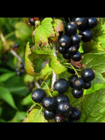 Романтика (смородина черная), 1-2-3 года, ЗКС