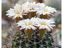 Acanthocalycium klimpelianus VG-1480 - 5 семян