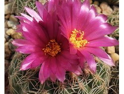 Notocactus uebelmannianus  v.nilsonii VG-1638 - 5 семян