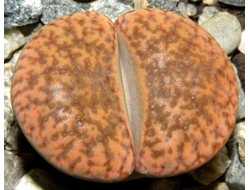 Lithops bromfieldii v.glaudinae  - 10 семян