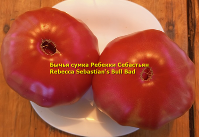 Томат Бычья сумка Ребекки Себастьян (Rebecca Sebastian's Bull Bad, США)