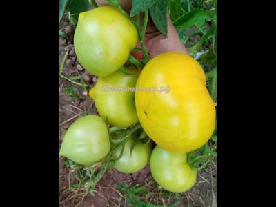 Томат Буденовка зеленая (Украина)