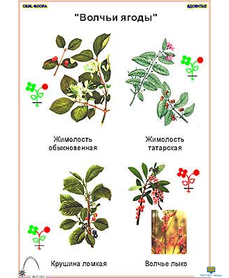 Ядовитые растения  (11 шт), комплект кодотранспарантов (фолий, прозрачных пленок, начальная школа