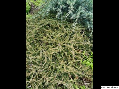 Можжевельник Репанда - Repanda