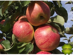 ЯБЛОНЯ КОЛОНОВИДНАЯ "ОСТАНКИНО" УРОЖАЙНАЯ И ВКУСНАЯ. (саженец 3 года на семенном подвое)