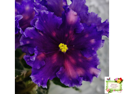 Nik-Сокровище Каравана (Н. Булко) 2022 г.