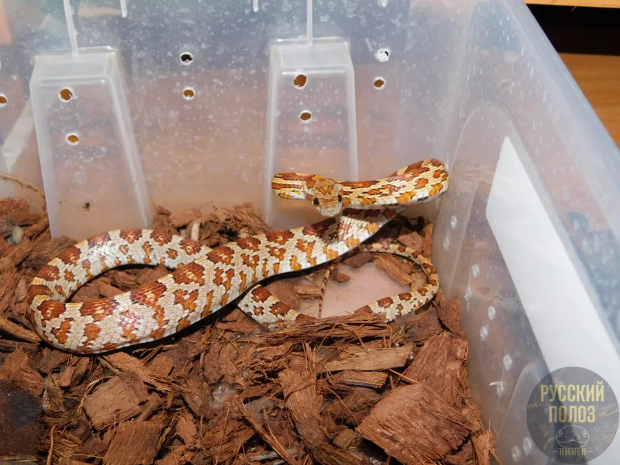 Полоз маисовый, Pantherophis guttatus