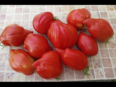 Томат Скифея (Скифская фея)