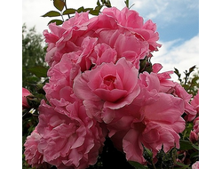 Роза Джон Дэвис (John Davis), ОКС, Бельгия