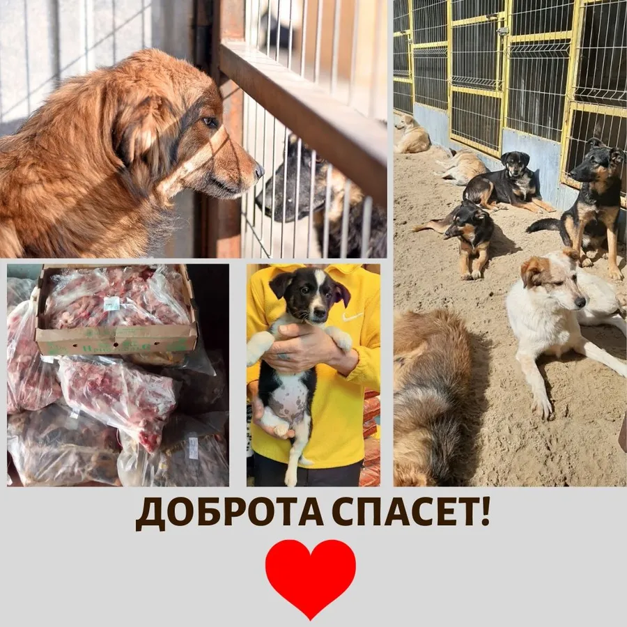 02.06 мы передали наши с вами подарки подопечным куратора Юлии Пильщиковой (приют Хвостики) За период с 08.05 по 01.06 сумма по благотворительным купонам составила 2234 руб. Всем, кто принимает участие в акции, от сободеток большое спасибо! 