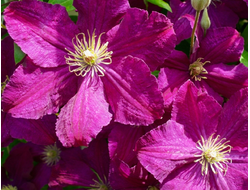 Клематис Kardynal Wyszynski, C5