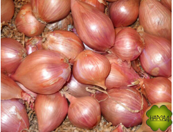 ЛУК СЕМЕЙНЫЙ ШАЛОТ МНОГОЛЕТНИЙ (250 г) для посадки под зиму, дает много зелени и много головок